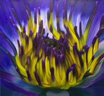 Water Lilly by Child Prodigy, Joshua Johsnon